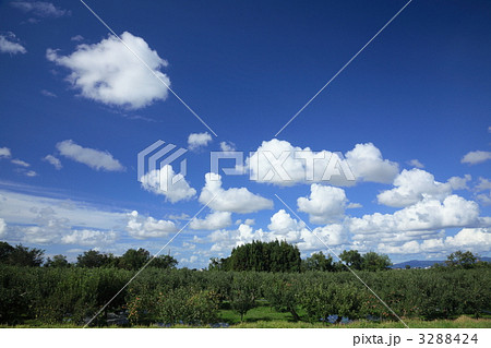 夏のりんご園 3288424