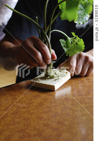 わさびをおろす人　山葵おろし　イメージ素材 3289010