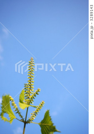 　シソの葉 3289143