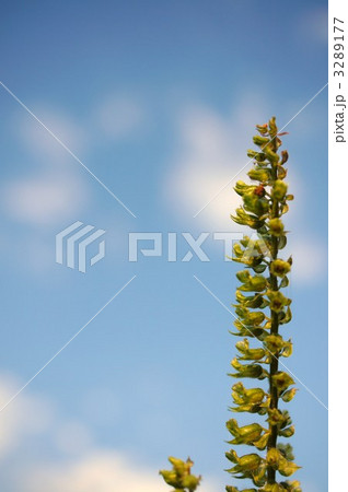 　シソの葉 3289177