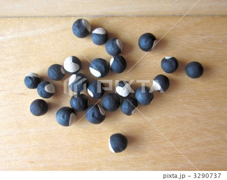 ふうせんかずらの種子 3290737