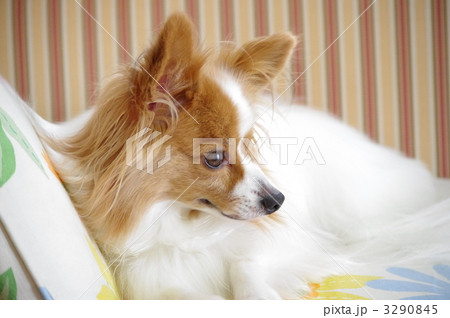 パピヨンのしるこ 3290845