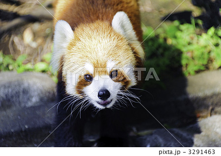 レッサーパンダ レッサーパンダ 3291463