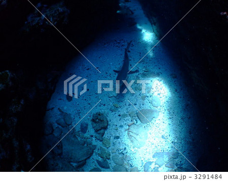 サメ　ネムリブカ 3291484