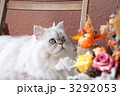 ハロウイン猫 3292053