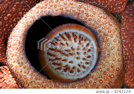 ラフレシア 3292129