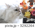 猫とHappy　ハロウイン 3292264