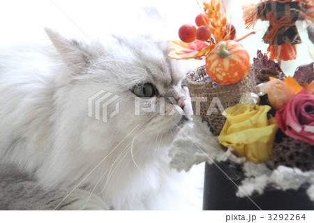 猫とHappy　ハロウイン 3292264