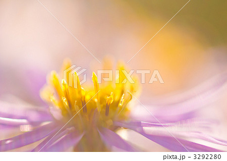 シオンのアップ 3292280