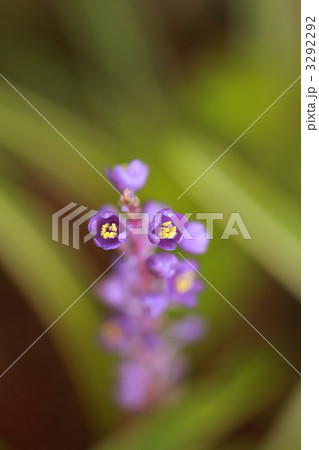 ヤブラン 3292292