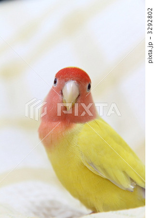 コザクラインコ 3292802