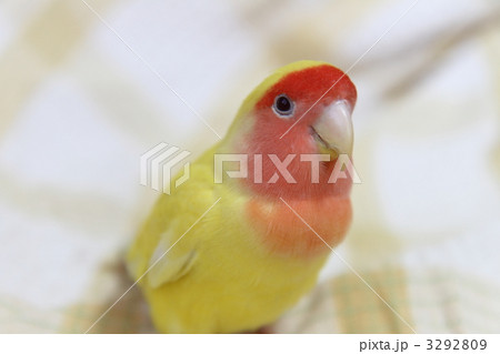 コザクラインコ 3292809