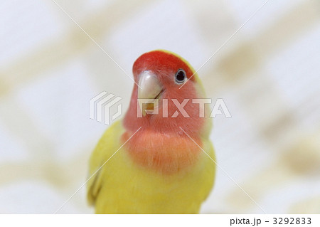 コザクラインコ 3292833