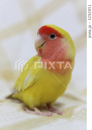 コザクラインコ 3292851