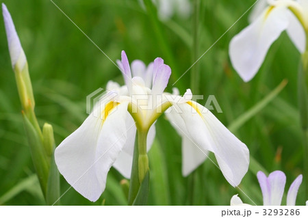 薄紅紫の直立内花被が美しい白色の花しょうぶ「爪紅」 3293286