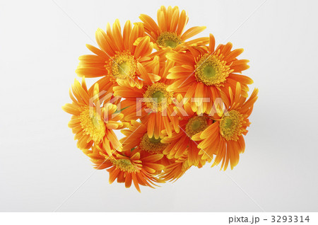 ガーベラ 3293314