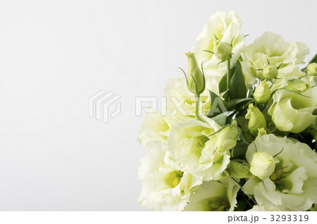 トルコキキョウ 3293319