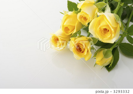 黄薔薇 3293332