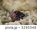 ユビワサンゴヤドカリ 3293348