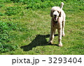 スタンダードプードル 3293404