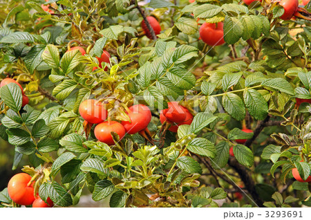 樹木・ハマナシ　バラ科 3293691