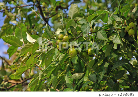 樹木・ヒメリンゴ　バラ科 3293695