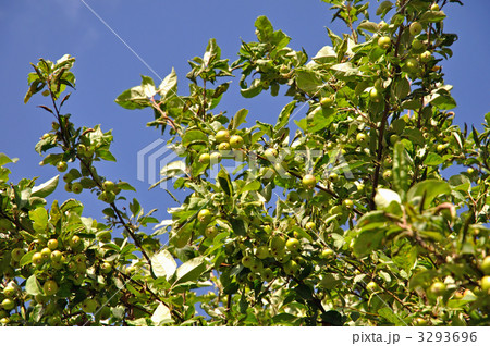 樹木・ヒメリンゴ バラ科 樹木・ヒメリンゴ バラ科 3293696