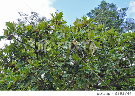 樹木・孔雀柏 カシワ科 樹木・孔雀柏 カシワ科 3293744