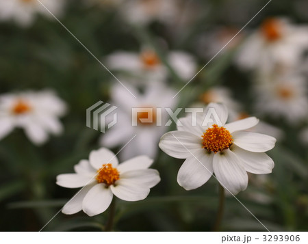 ホソバヒャクニチソウの花 3293906