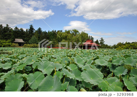 平川散歩・蓮で埋め尽くされる鏡ヶ池 平川散歩・蓮で埋め尽くされる鏡ヶ池 3293968
