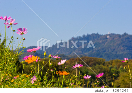 コスモスと高尾山 3294245