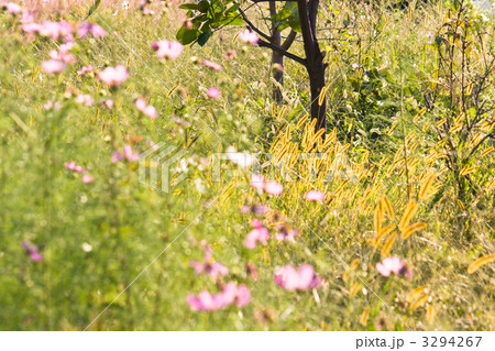 コスモス 3294267