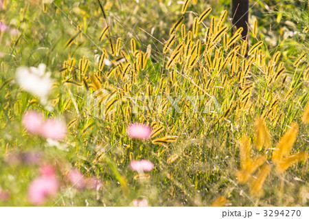 コスモス 3294270