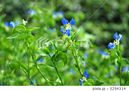 露草 3294314