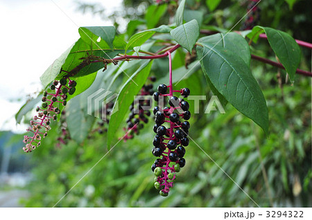 ヤマゴボウの実 ヤマゴボウの実 3294322