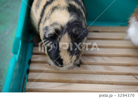 テンジクネズミ 3294370