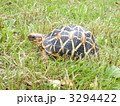 リクガメ 3294422