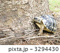 ヘルマンリクガメ 3294430