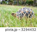 リクガメ 3294432