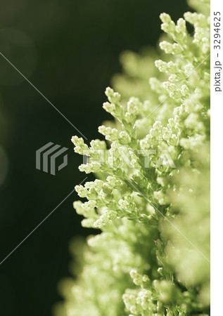 コノテガシワ コノテガシワ 3294625