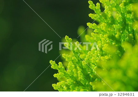 コノテガシワ 3294631