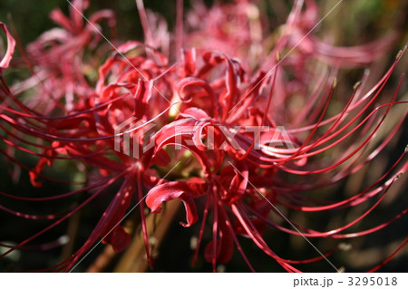 曼珠沙華アップ 3295018