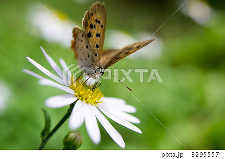 柚香菊とベニシジミ 3295557