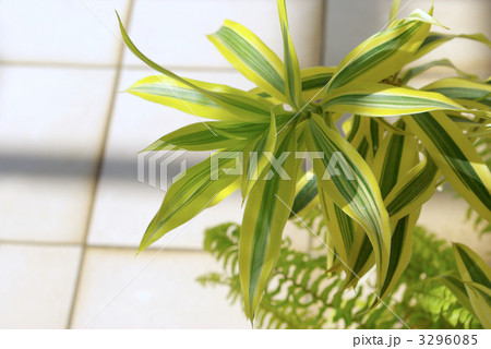 白いタイル背景の観葉植物 3296085