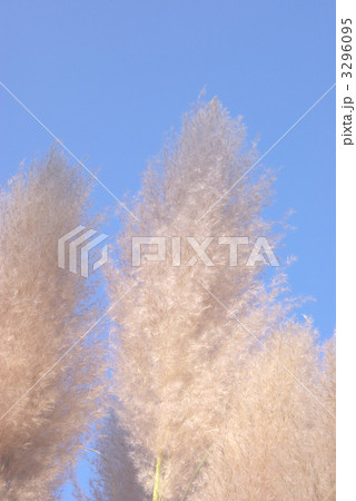 パンパスグラスの花穂 3296095