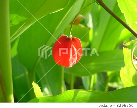 チロリアンランプ 3296556