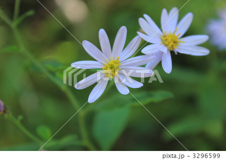 深山嫁菜 3296599