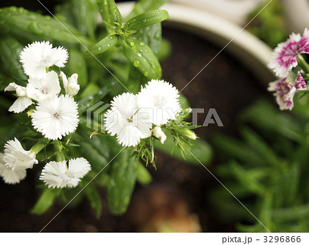 なでしこ３ 3296866