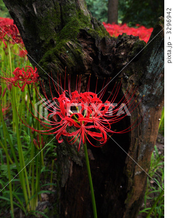 ヒガンバナ 3296942