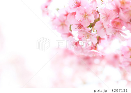 桜の背景素材の写真素材